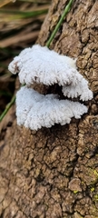 Schizophyllum