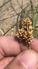 Carex sabulosa