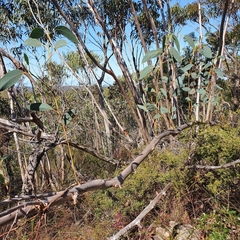Eucalyptus luehmanniana