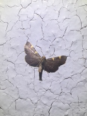 Hypsopygia