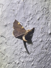Hypsopygia
