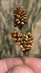 Carex sabulosa