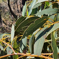 Eucalyptus luehmanniana