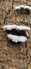 Schizophyllum