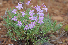 Penstemon gairdneri