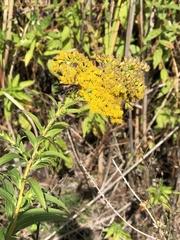 Isodontia auripes