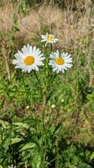 Leucanthemum vulgare
