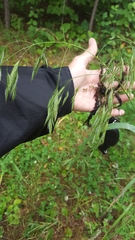 Bromus ciliatus