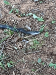 Pantherophis obsoletus