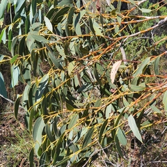 Eucalyptus luehmanniana