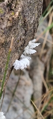 Schizophyllum
