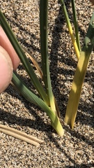 Carex sabulosa