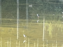 Himantopus himantopus