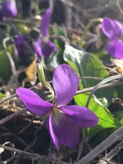 Viola odorata