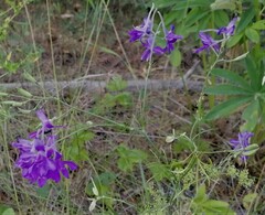 Delphinium consolida