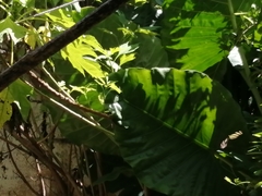 Heliconius charithonia vazquezae