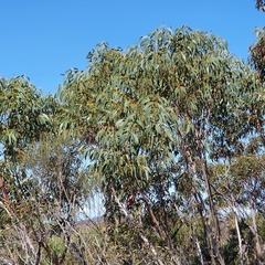 Eucalyptus luehmanniana