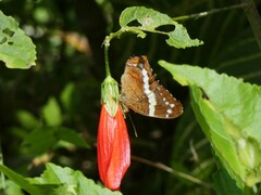Anartia fatima