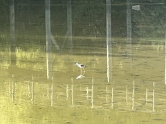 Himantopus himantopus