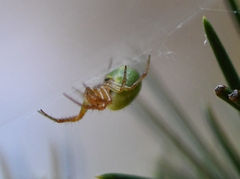 Araniella