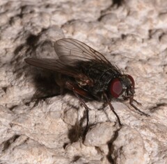 Muscina stabulans