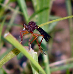 Diogmites platypterus