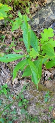 Hybanthus concolor