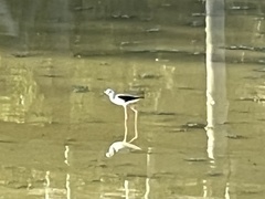 Himantopus himantopus