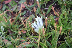 Gentiana algida