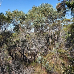 Eucalyptus luehmanniana