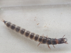 Coleoptera