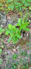 Hybanthus concolor