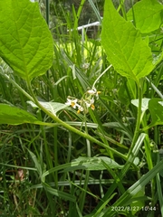 Solanum americanum