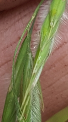 Bromus ciliatus