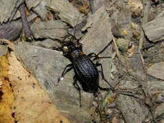 Carabus granulatus