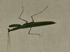 Mantis religiosa