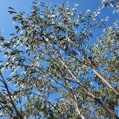 Eucalyptus luehmanniana
