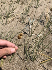 Carex sabulosa