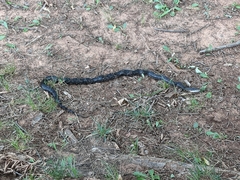 Pantherophis obsoletus