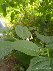 Solanum americanum