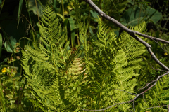 Athyrium