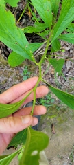 Hybanthus concolor