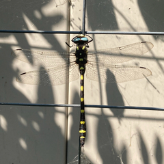 Cordulegaster dorsalis