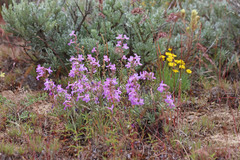 Penstemon gairdneri