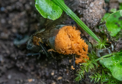 Entomophthorales