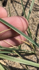 Carex sabulosa