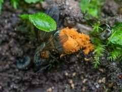 Entomophthorales