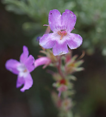 Penstemon gairdneri