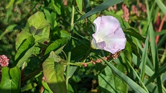 Calystegia sepium