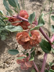 Tripterocalyx micranthus